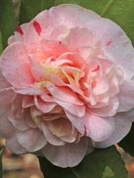 Camellia "Strawberry Blonde"