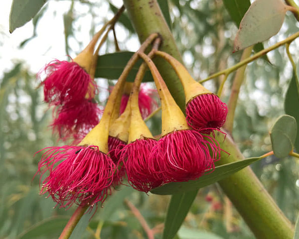 Eucalyptus Leucoxylon "Scarlet"