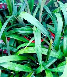 Dianella "Cherry Red"