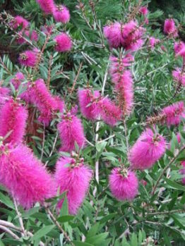 Callistemon "Reeves Pink"