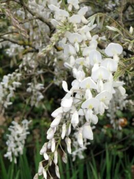 Wisteria Brachybotrys "Shiro-Kapitan"