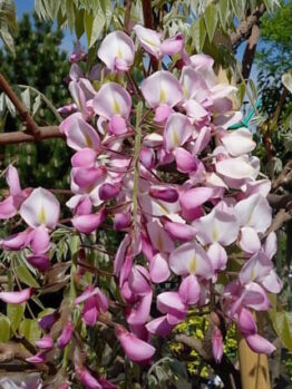 Wisteria "Showa Beni"