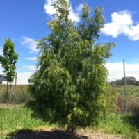 Acacia "Green Screen"