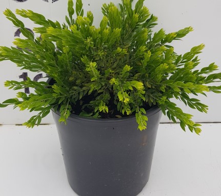 Acacia 'Honey Bun' 8" Pot - Image 3