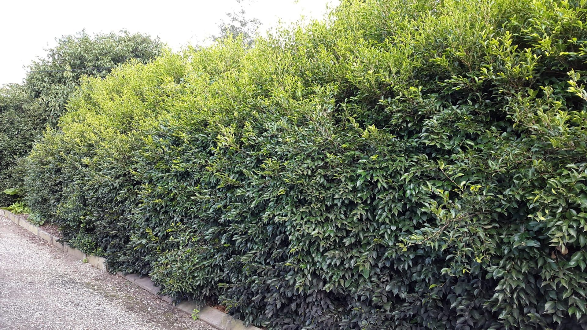A lush, dense green hedge of Acmena 'Sublime' Lilly Pilly lines the gravel path.