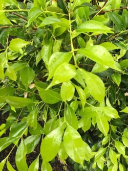Close-up of Acmena 'Sublime' Lilly Pilly leaves with raindrops, showcasing a lush and healthy plant against a blurred natural background.