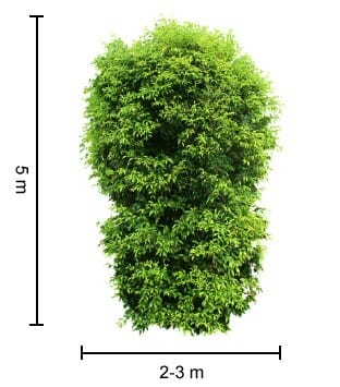 A majestic Acmena 'Sublime' Lilly Pilly stands at an impressive height of 5 meters and spreads 2-3 meters wide.