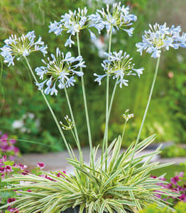 Agapanthus "Tinkerbell"