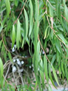 A close-up of long, slender green leaves hanging gracefully from Agonis 'Willow Myrtle' branches, set against a blurred backdrop of more foliage.