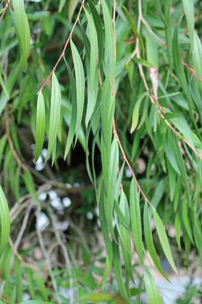 A close-up of long, slender green leaves hanging gracefully from Agonis 'Willow Myrtle' branches, set against a blurred backdrop of more foliage.