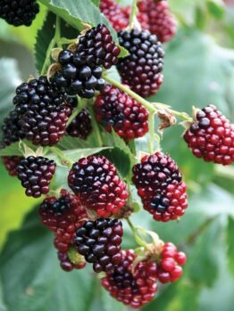 Rubs Fruiting Boysenberry