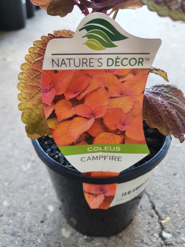 Coleus 'Campfire' 8" Pot - Image 3