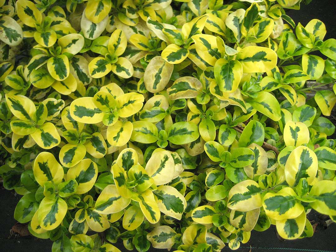 Coprosma "Green & Gold"