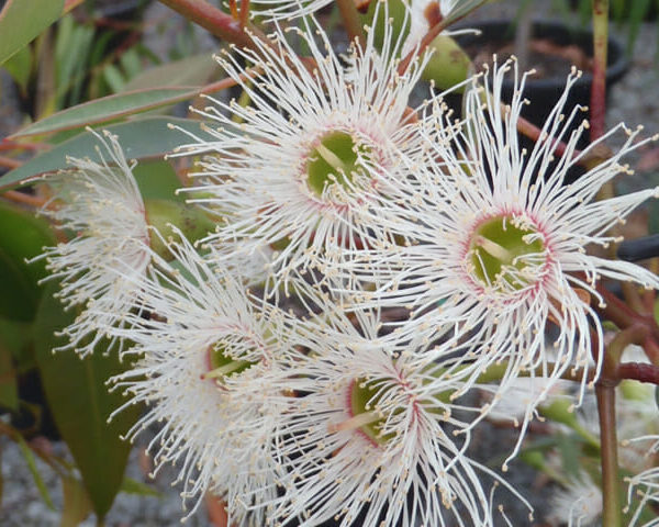 Close-up of white Corymbia 'Snowflake' Grafted Gum 8" Pot flowers with fluffy stamens, surrounded by green leaves.