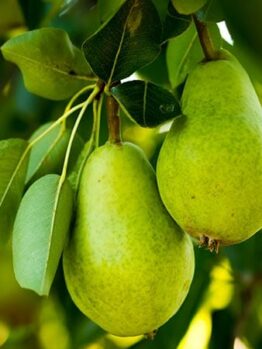 Pear Tree "Red D’Anjou"