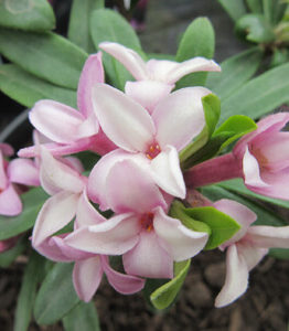 Daphne 'Spring Pink' Eternal Fragrance™ in a 7" pot features pink and white flower clusters with green leaves, flourishing above the soil.