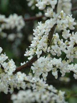Clusters of white blossoms on a Cercis 'White Eastern Redbud' 13" Pot shrub against a blurred green background.