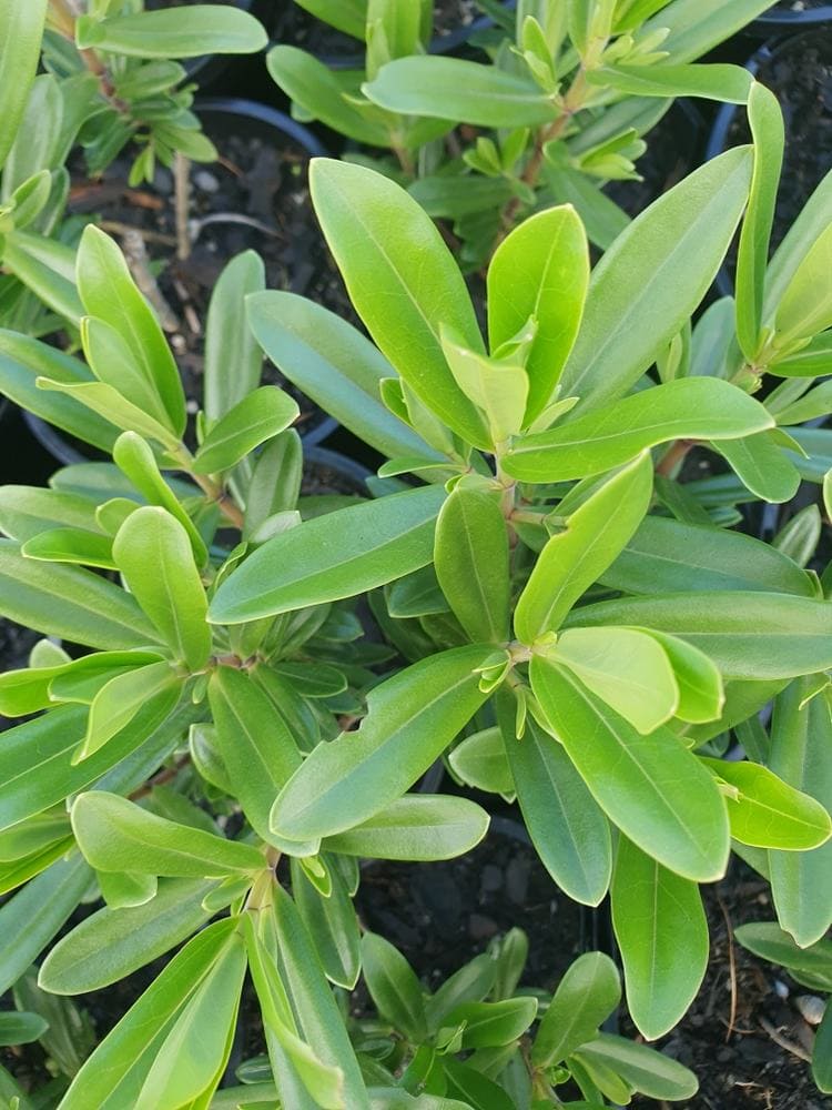Close-up of Hebe 'Wiri Image' in a 6" pot, showing vibrant green, elongated, smooth-edged leaves growing in dark soil.