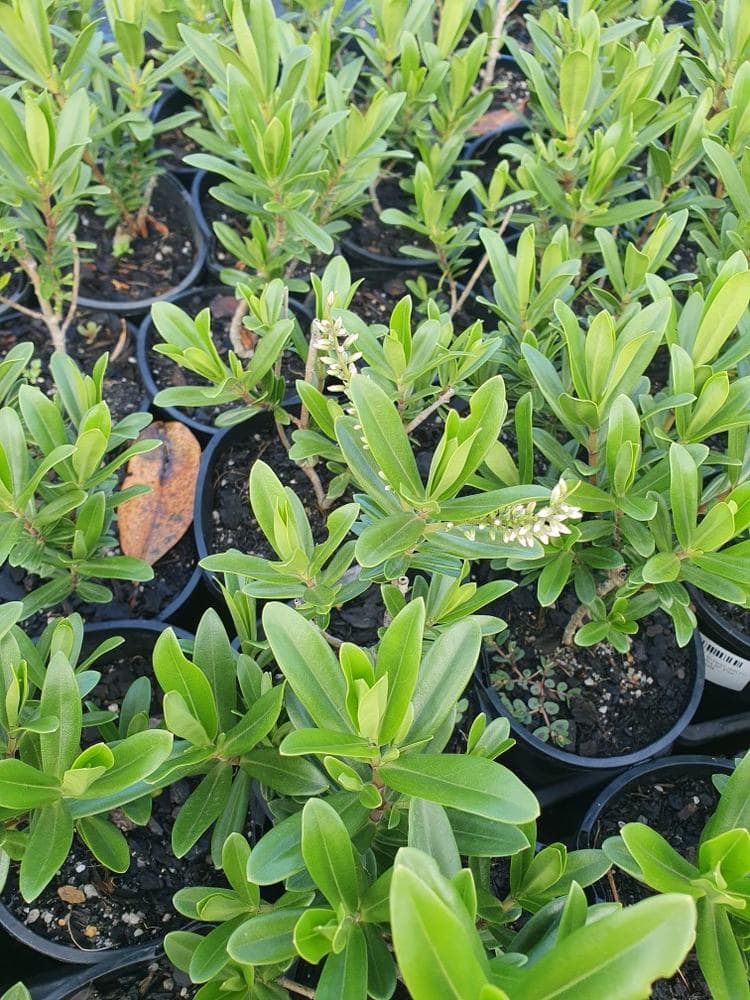 Several Hebe 'Wiri Image' plants in 6" pots with green leaves and clusters of small white flower buds are arranged closely together.