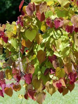 Hello Hello Plants Nursery Campbellfield Melbourne Victoria Australia Cercis canadensis Flame flamethrower foliage red and green no logo
