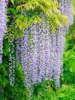 Hello Hello Plants Nursery Campbellfield Melbourne Victoria Australia Wisteria floribunda syn. wisteria longissima japanese wisteria purple flowers
