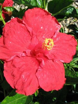 Hibiscus "Catavki"