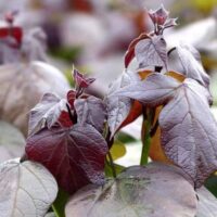 Catalpa x Erubescens Purpurea