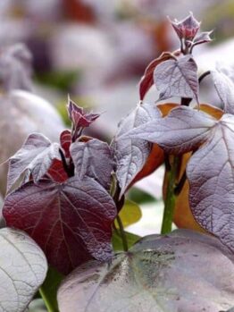 Catalpa x Erubescens Purpurea