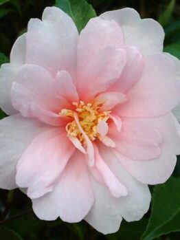 Camellia "Jean May"