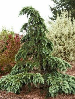 Cedrus "Divinely Blue"