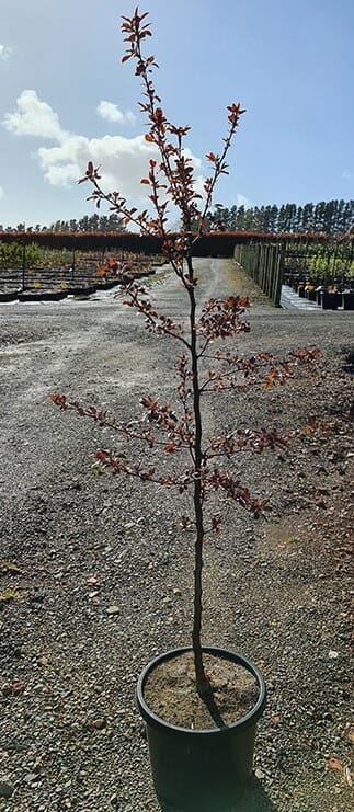 Malus 'Profusion' Crab Apple 13" Pot - Image 2