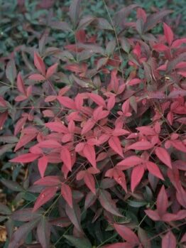 The Nandina 'Flirt™' 6" Pot features a dense cluster of reddish-pink leaves with darker green ones in the background, thriving beautifully in its container.