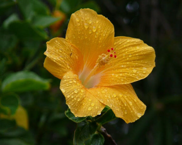 A yellow Hibiscus 'Bruceii' 6" Pot flower with raindrops on its petals.