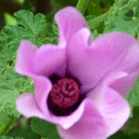 Native Hibiscus Pink