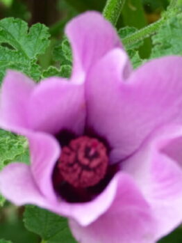 Native Hibiscus Pink