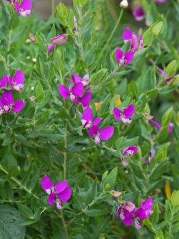 A dense cluster of green Aucuba 'Gold Dust' Variegated plants with numerous bright purple flowers in bloom.