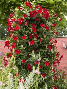 Mandevilla "Classic Dark Red"