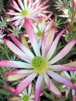 Leucadendron "Superstar"