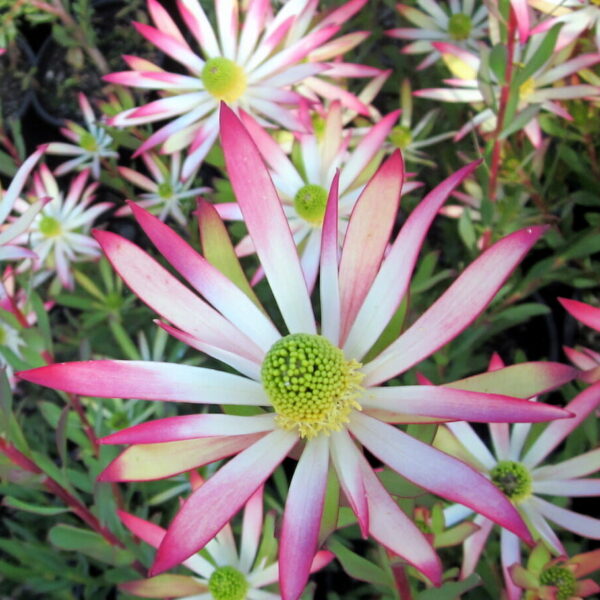 Leucadendron "Superstar"