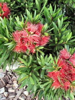 Callistemon Viminalis "Green John"