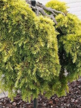 Cedrus "Gold Nugget"