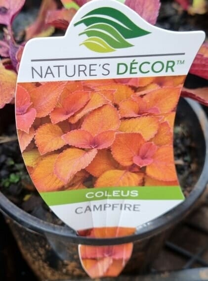 Coleus 'Campfire' 8" Pot - Image 4