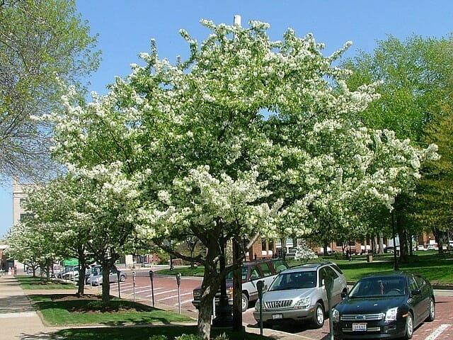Crabapple "Sugar Tyme"
