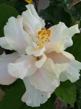 Hibiscus "White Kalakaua"