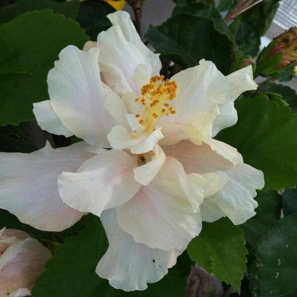 Hibiscus "White Kalakaua"