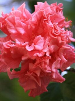 Hibiscus "Kona"