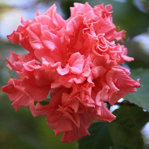 Hibiscus "Kona"