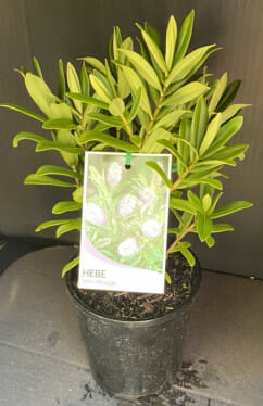 Hebe 'Wiri Image' 6" Pot - Image 4