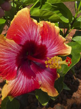 Hibiscus "Madang"