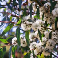 Eucalyptus Little Snowman